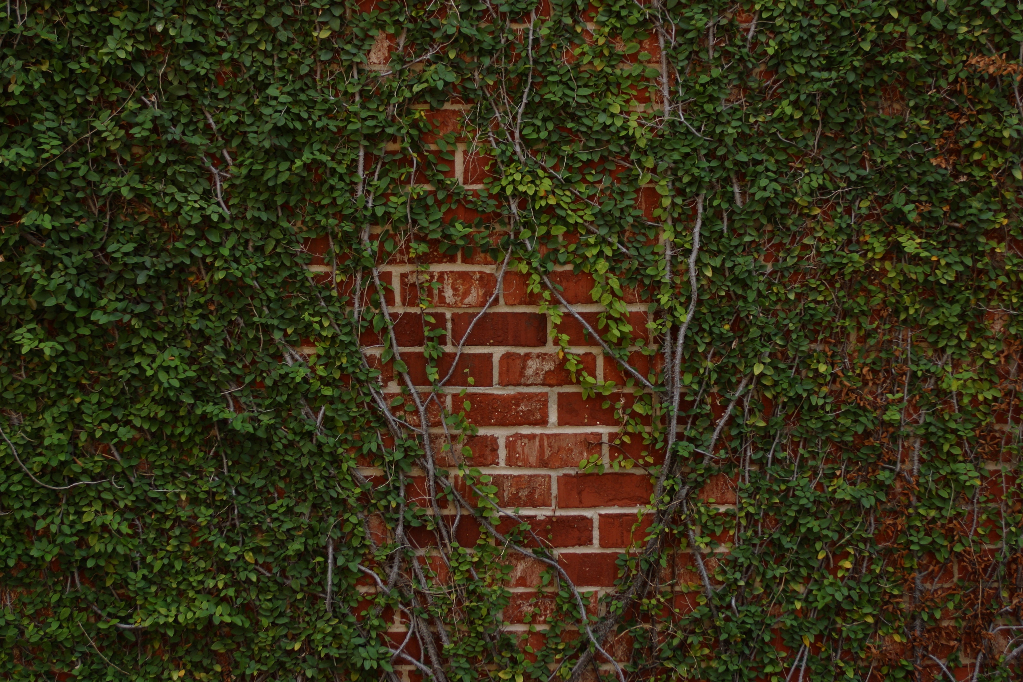 Старый плющ. Плющ колхидский на заборе. Плющ вечнозеленый (Hedera).. Плющ на стене. Кирпичная стена с плющом.